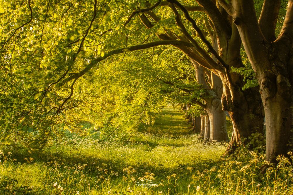 Beech Avenue, Spring